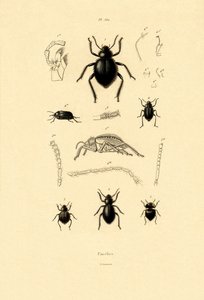 ビロードの樹皮カブトムシ、1833-39 作： French School